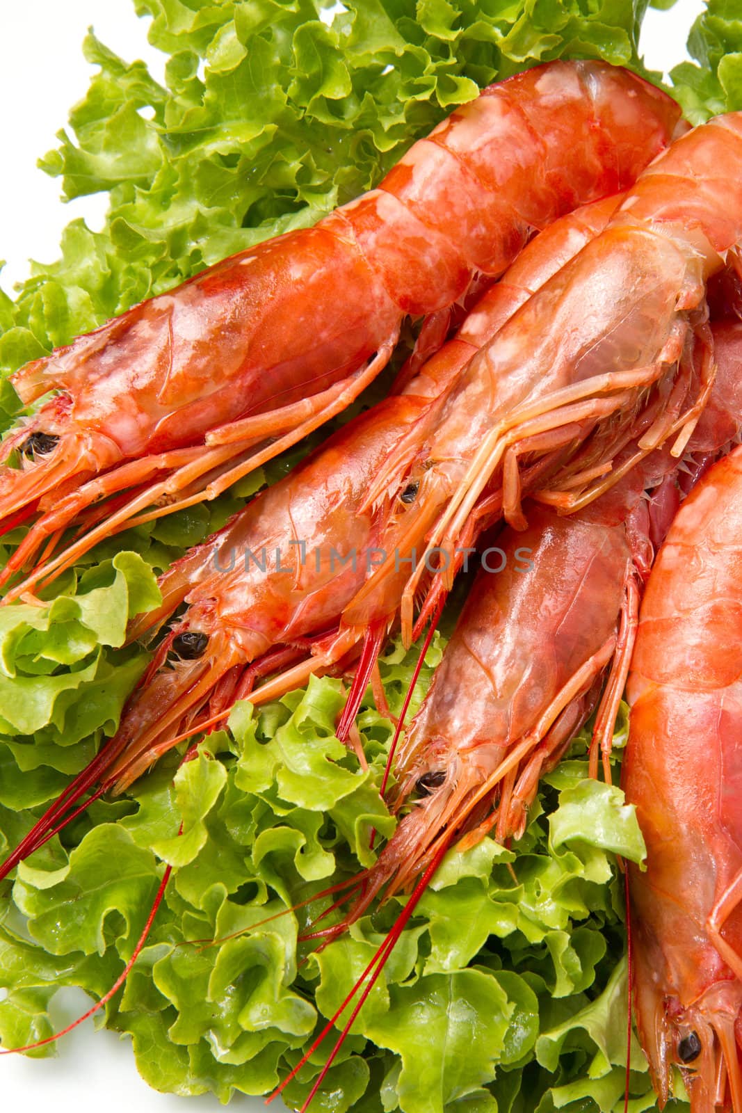 prawns on fresh salad by lsantilli