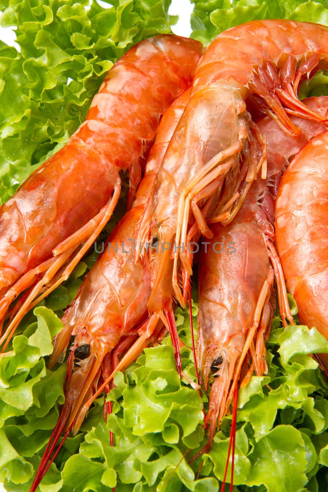 prawns on fresh salad by lsantilli