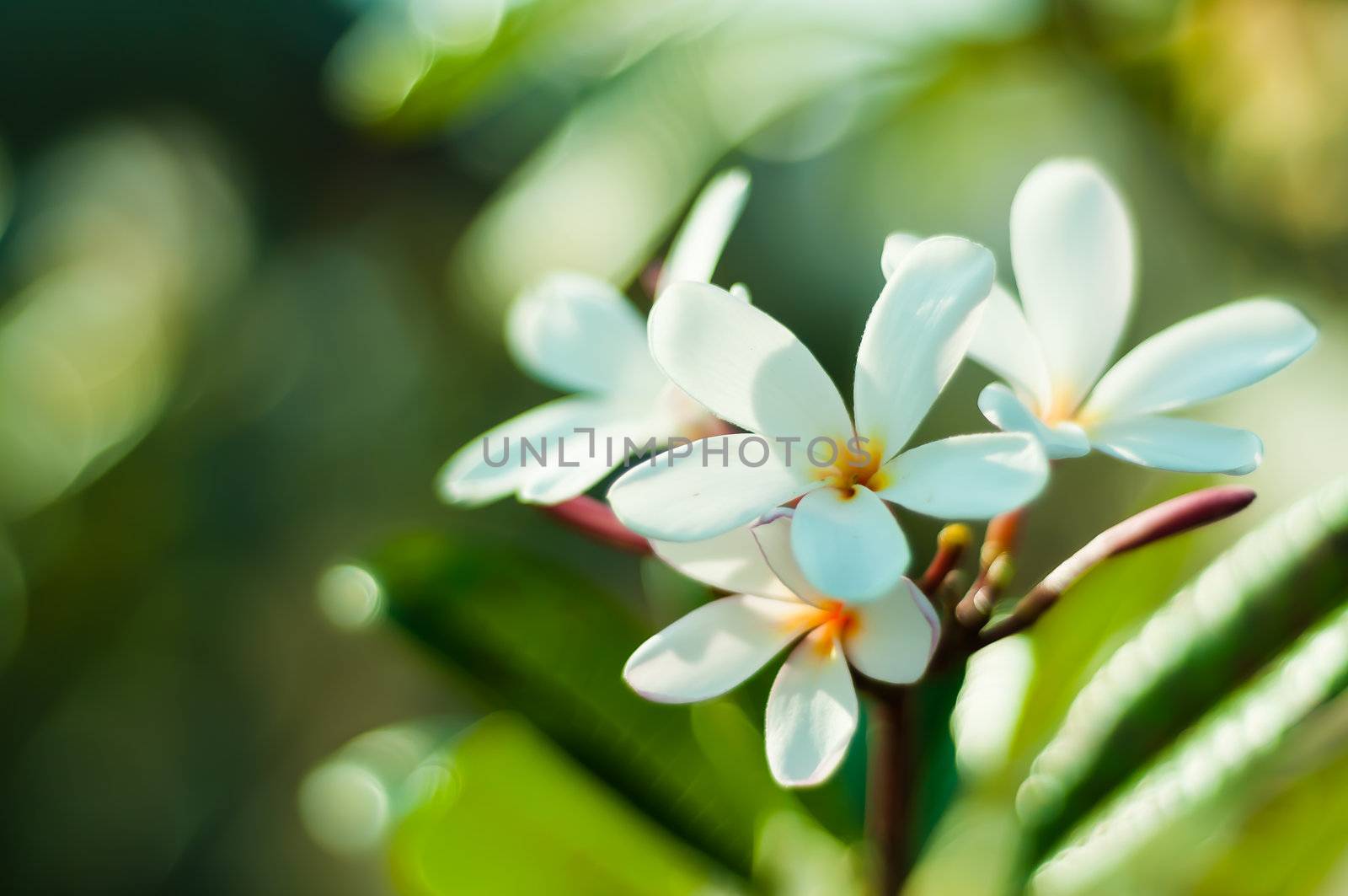 White frangipani flower in garden by moggara12