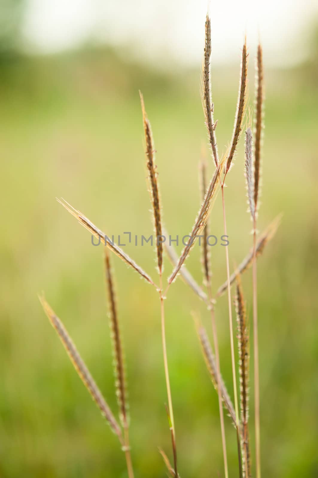 Grass in field with green background by moggara12