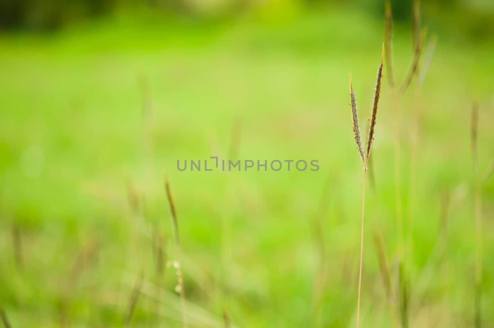 Grass in field with green background by moggara12