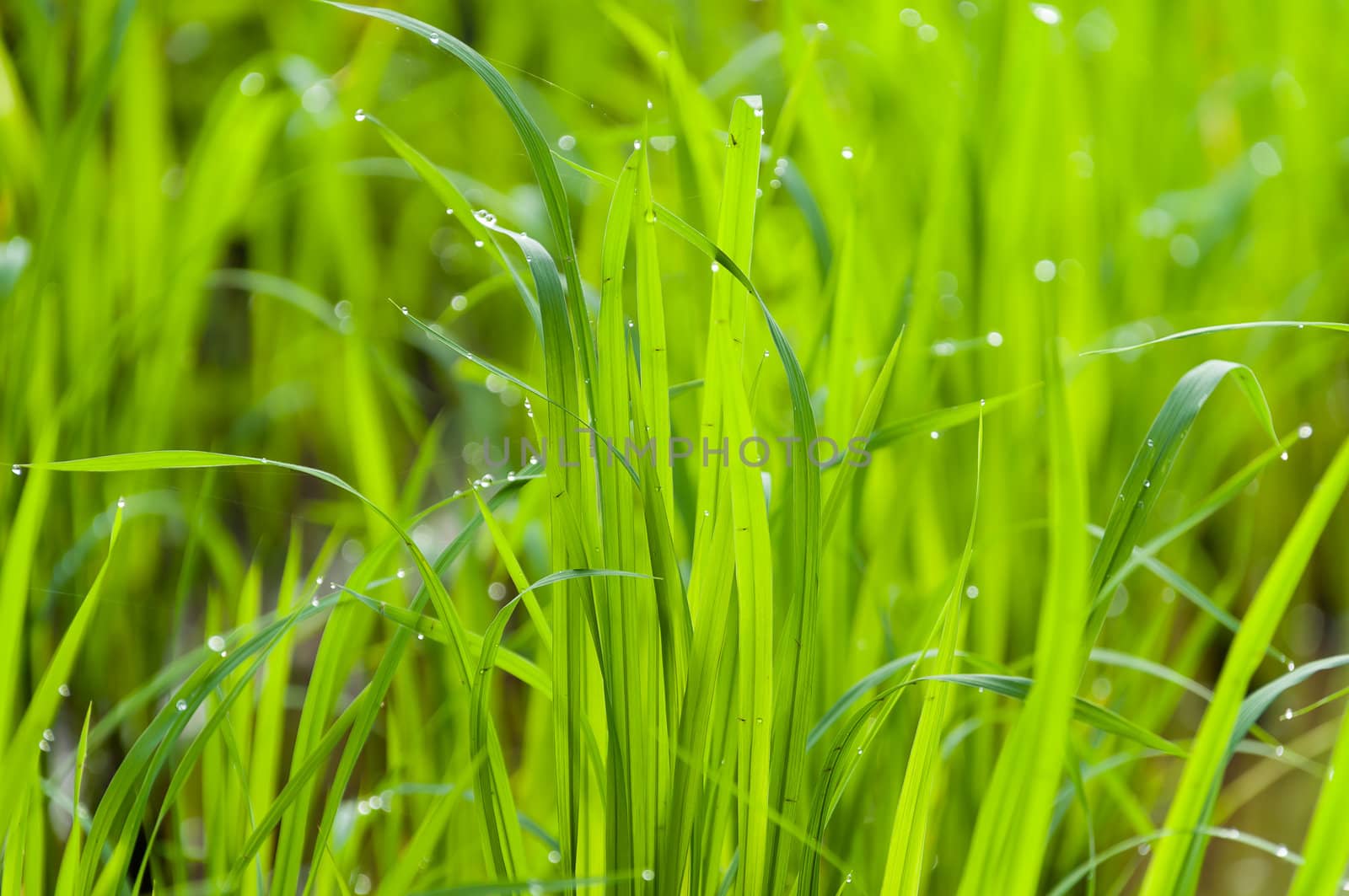 Rice leaves with Drops of water on leaf