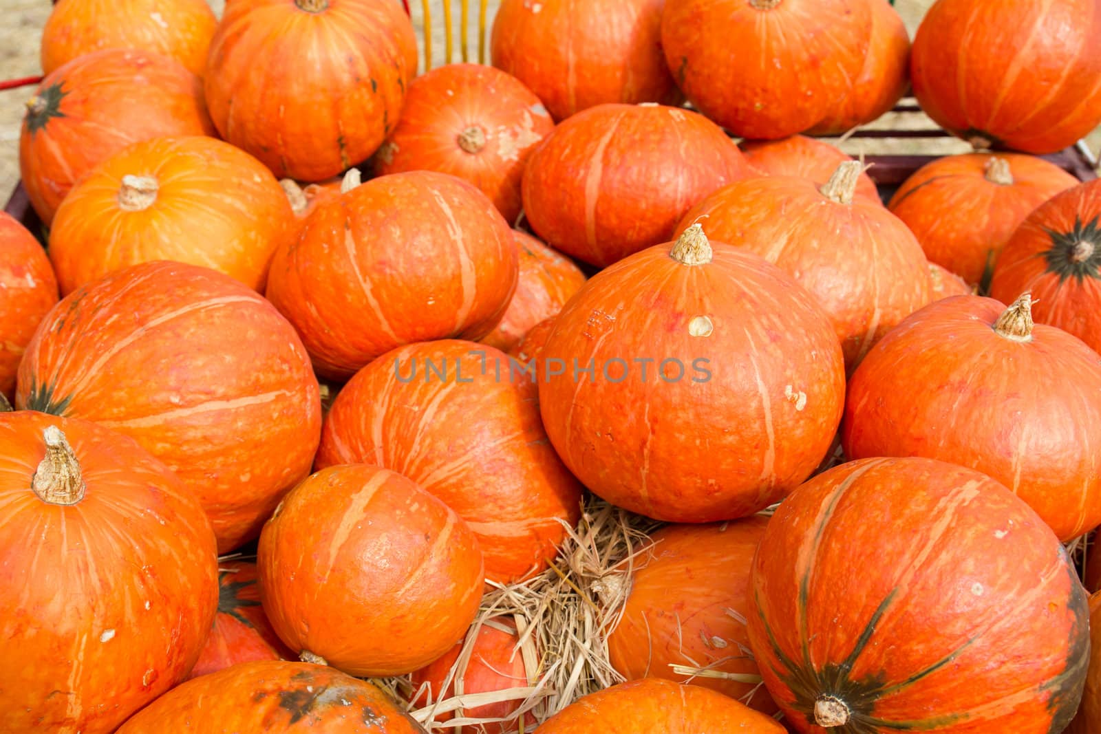 Pumpkins  in farm rural country field produce harvest holiday