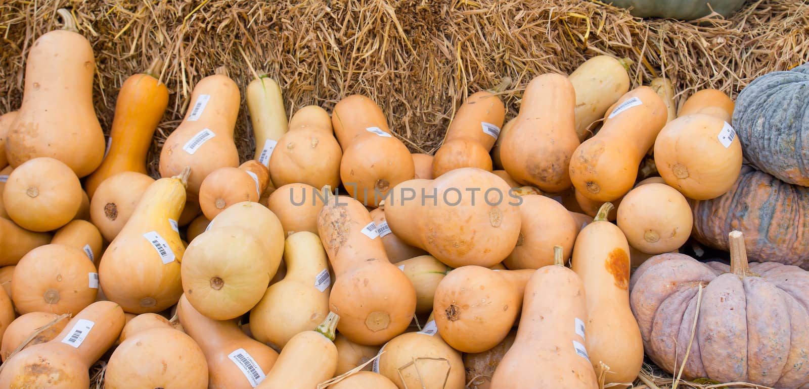 Pumpkins  in farm rural country field produce harvest holiday