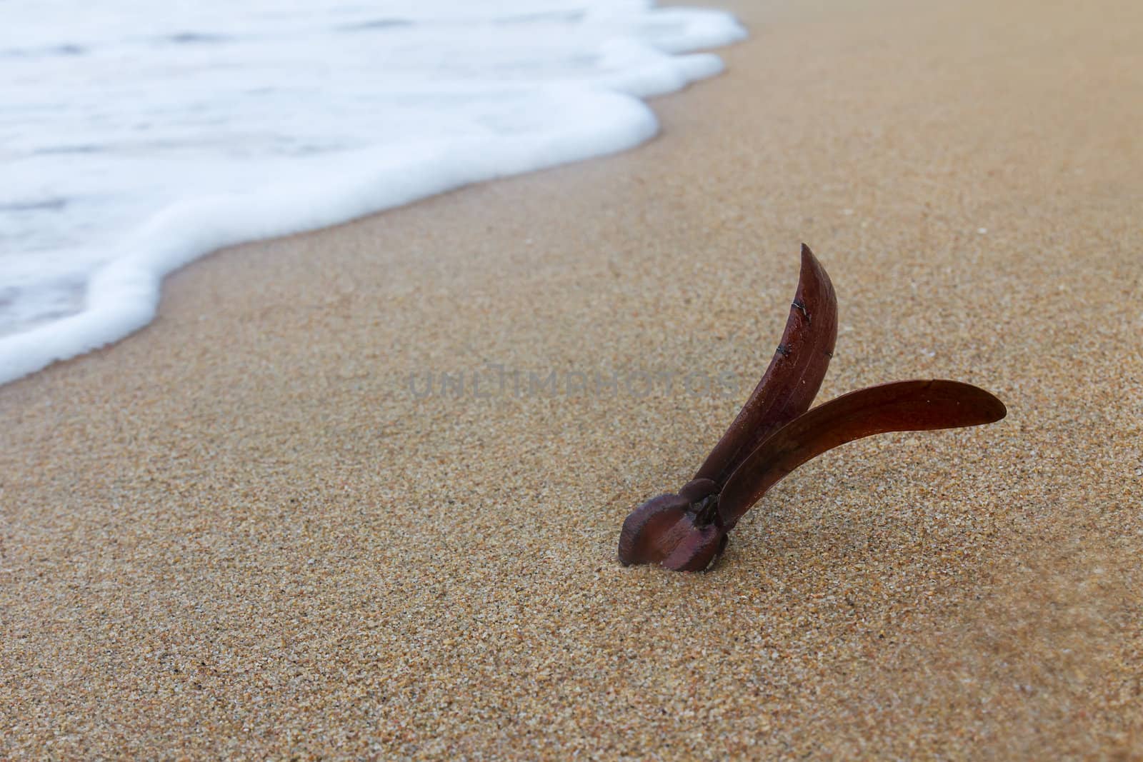 Rubber seed floating on the beach. Waiting for growth.