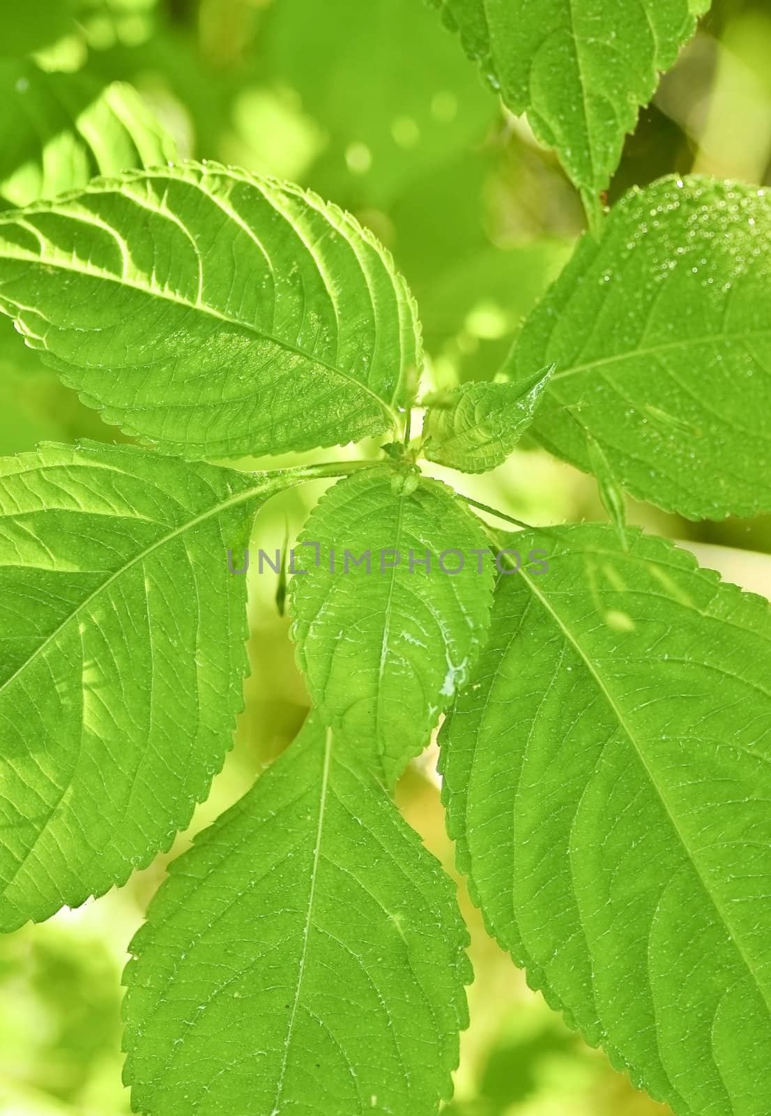 Fresh green plant in the morning sun lights