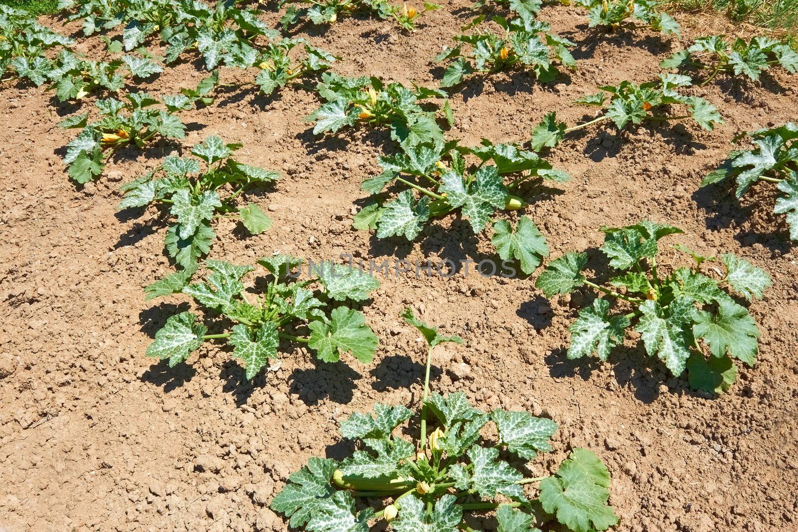 The rows of green Courgette plants (Cucurbita pepo) growing in soil