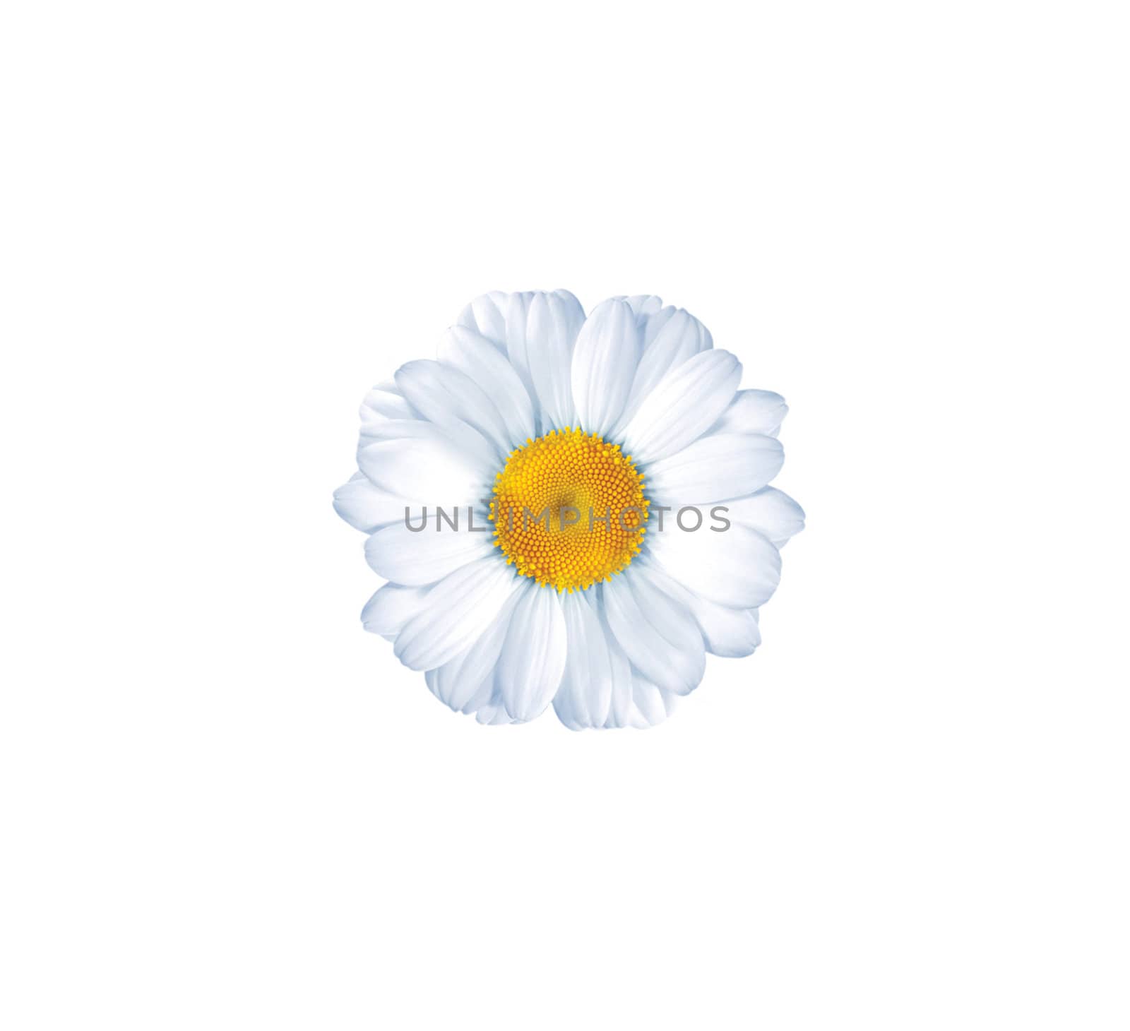 beautiful flower daisy on white background