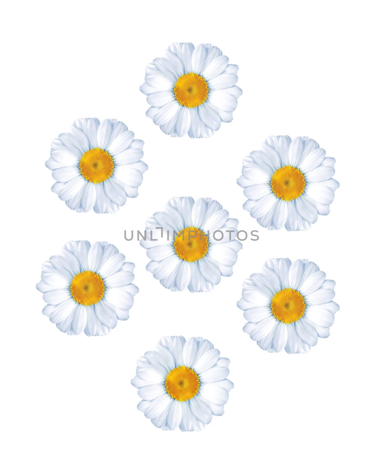 chamomiles isolated on white