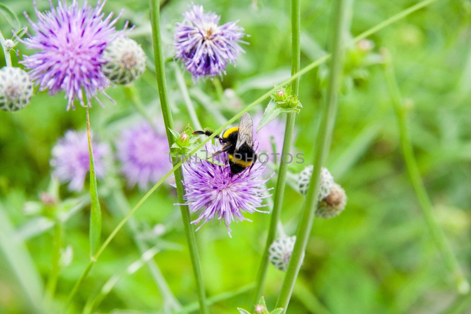 SilberFlowers with bee