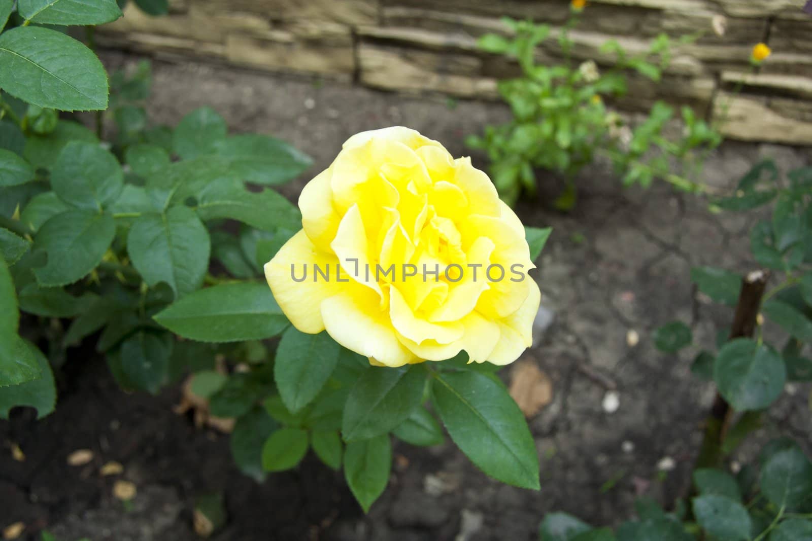 yellow rose flower blossom