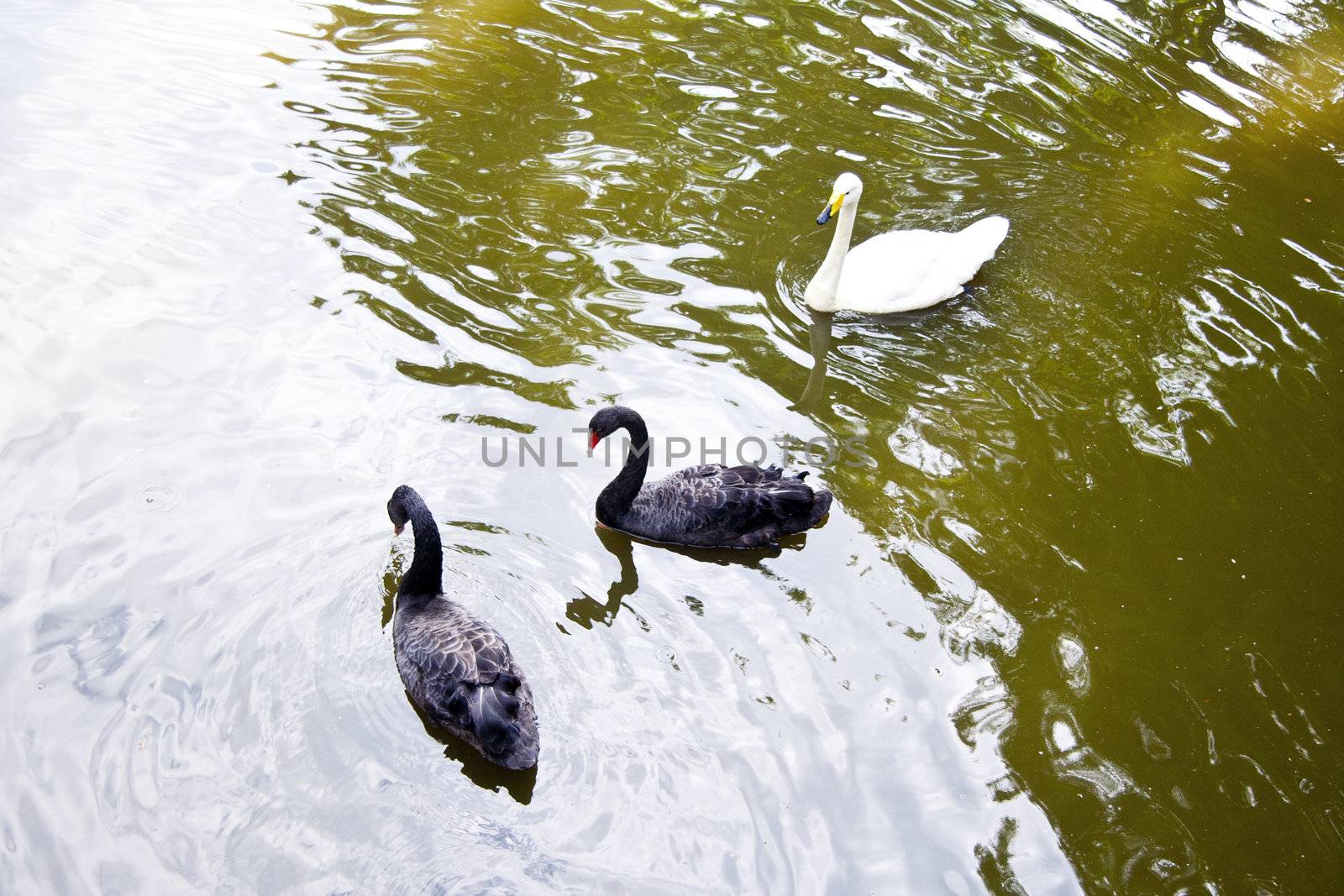 Swans