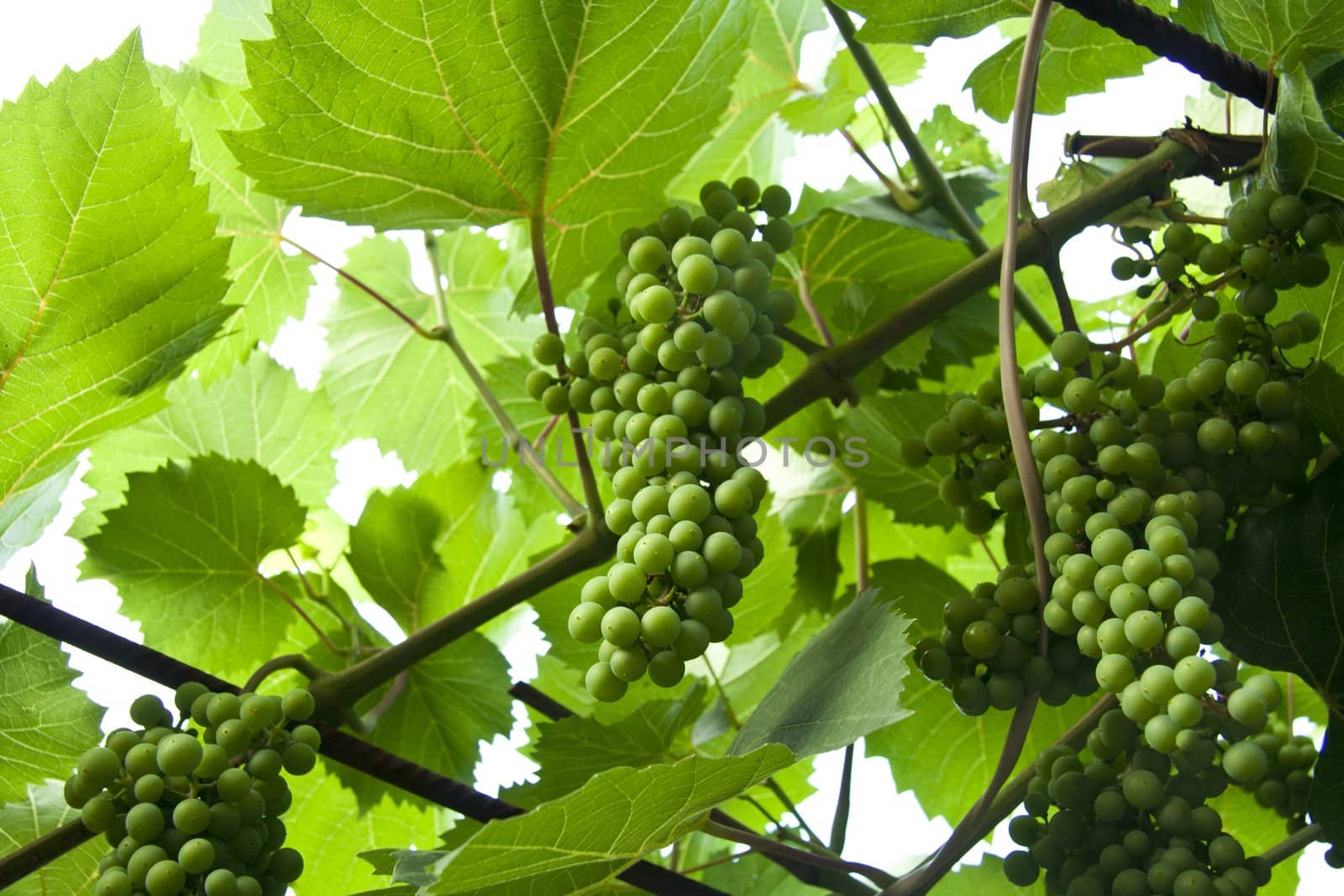 Green grapes close-up from a vineyard