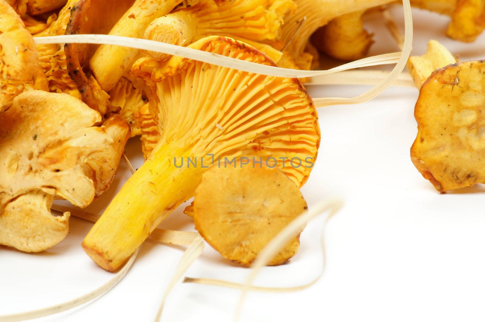 Fresh Raw Chanterelle Mushrooms close up on white background