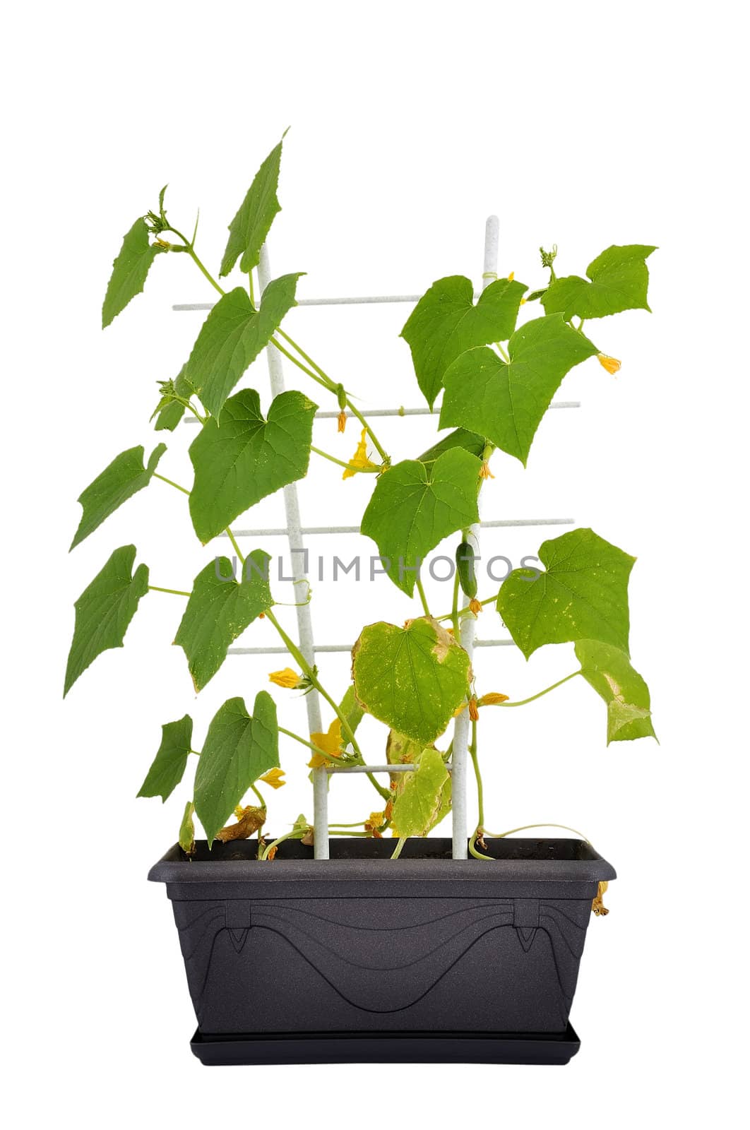 green cucumbers on white background