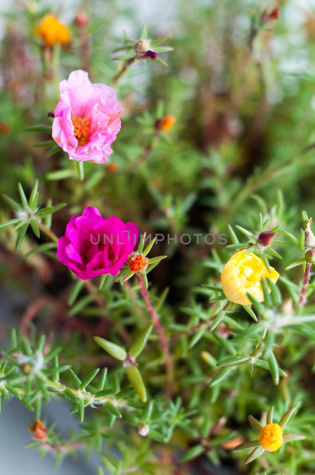 Mixed portulaca flowers - also called purslane roses, sun plant or verdolaga