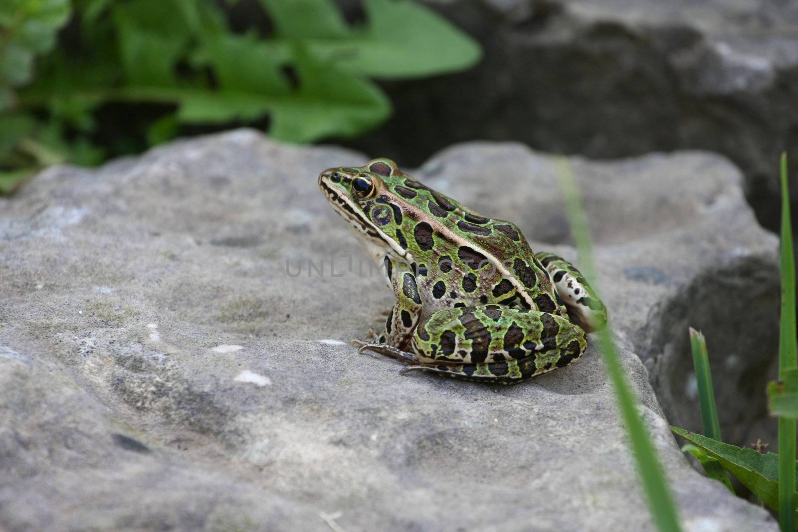 Leopard Frog on flat stone  at garden edge