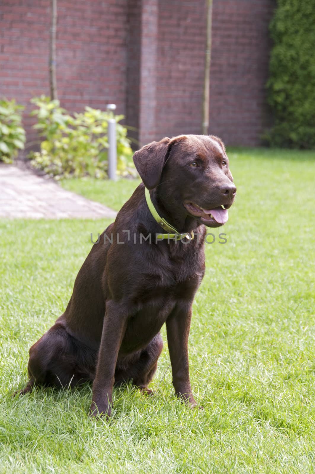 brown sitting labrador on green grass