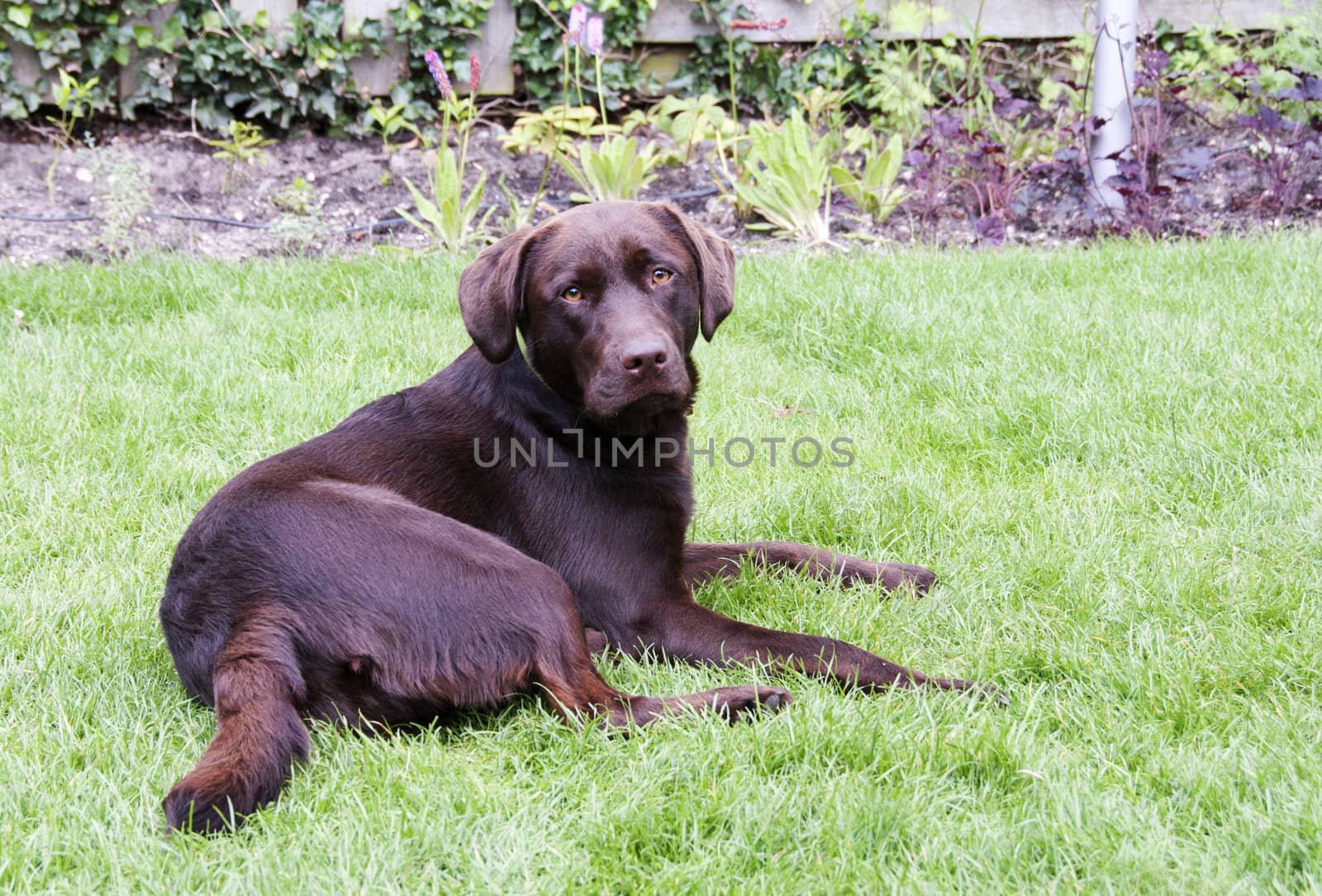 young brown labrador in green grass