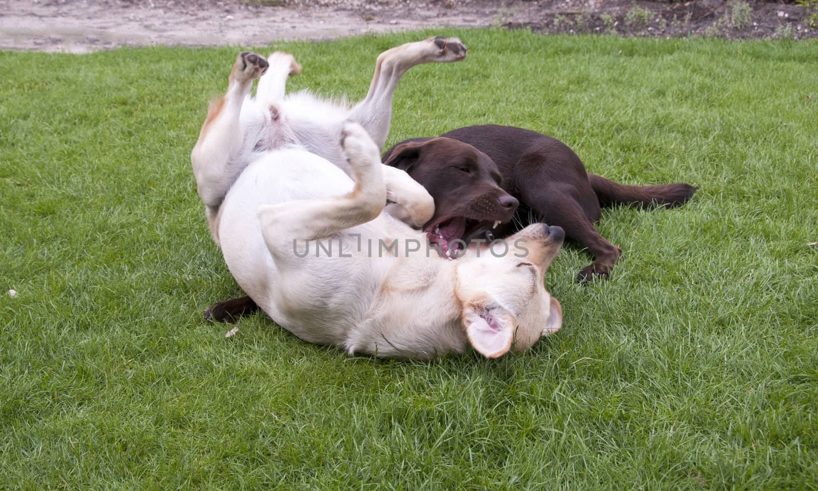 brown and white labrador play looking like fight