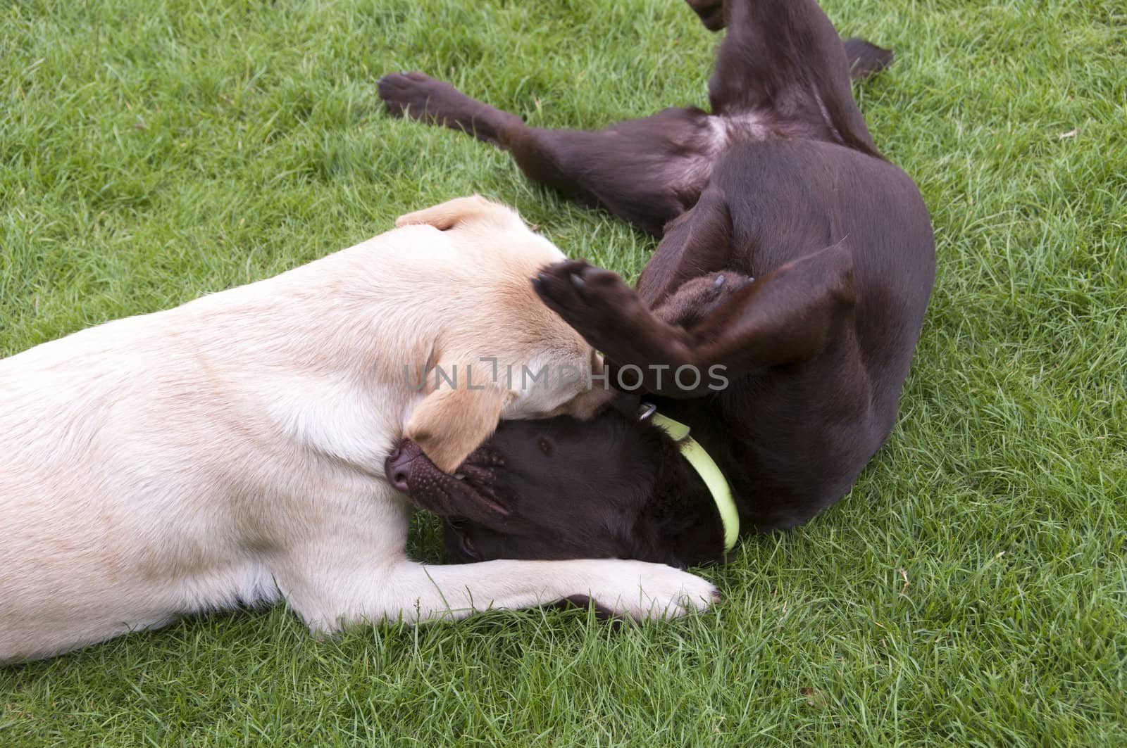 brown and white labrador play looking like fight