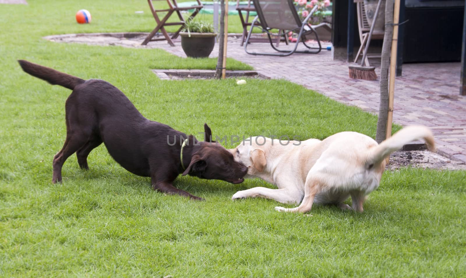 brown and white labrador play looking like fight