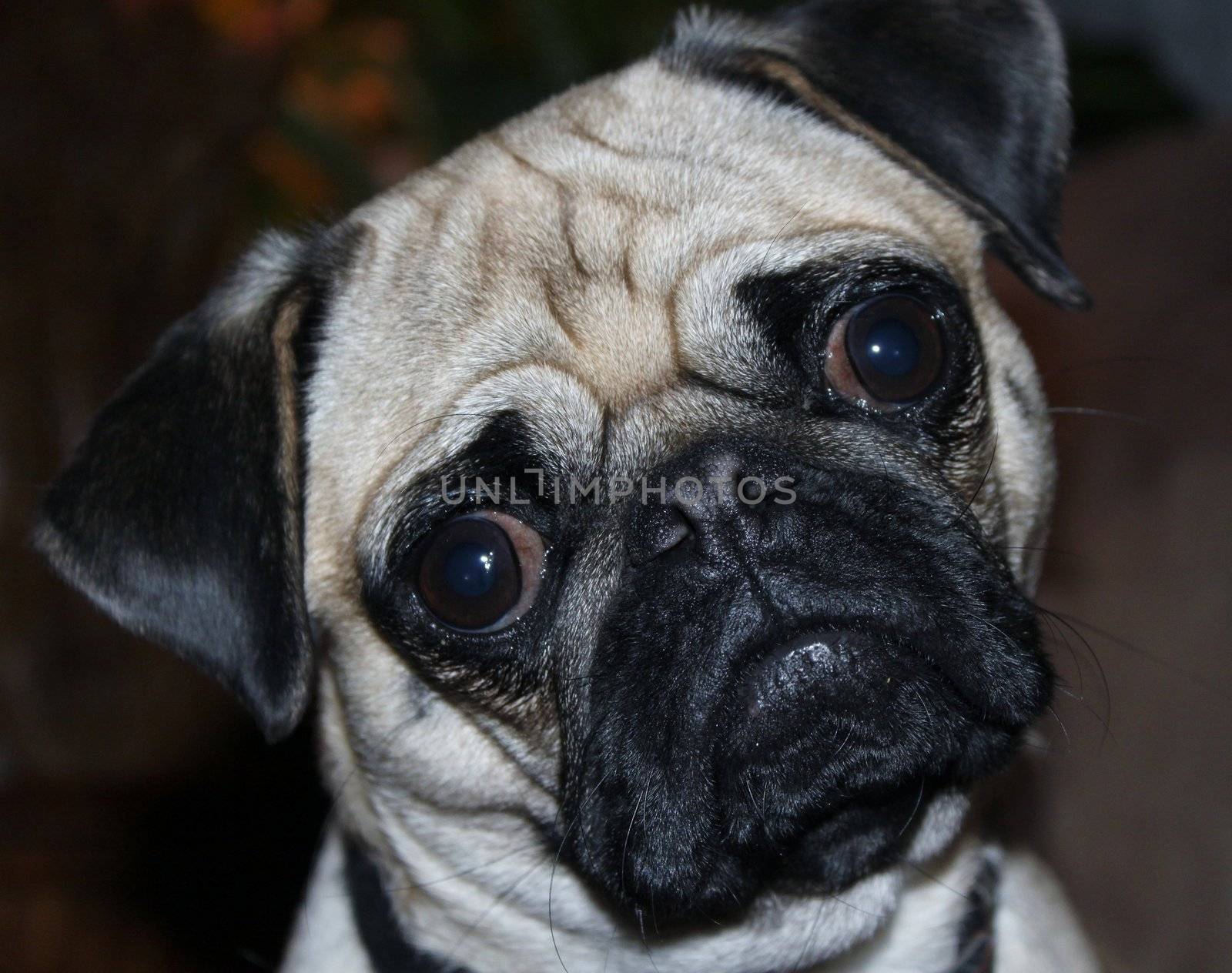 This pug is a puppy with large eyes and looks baffled.