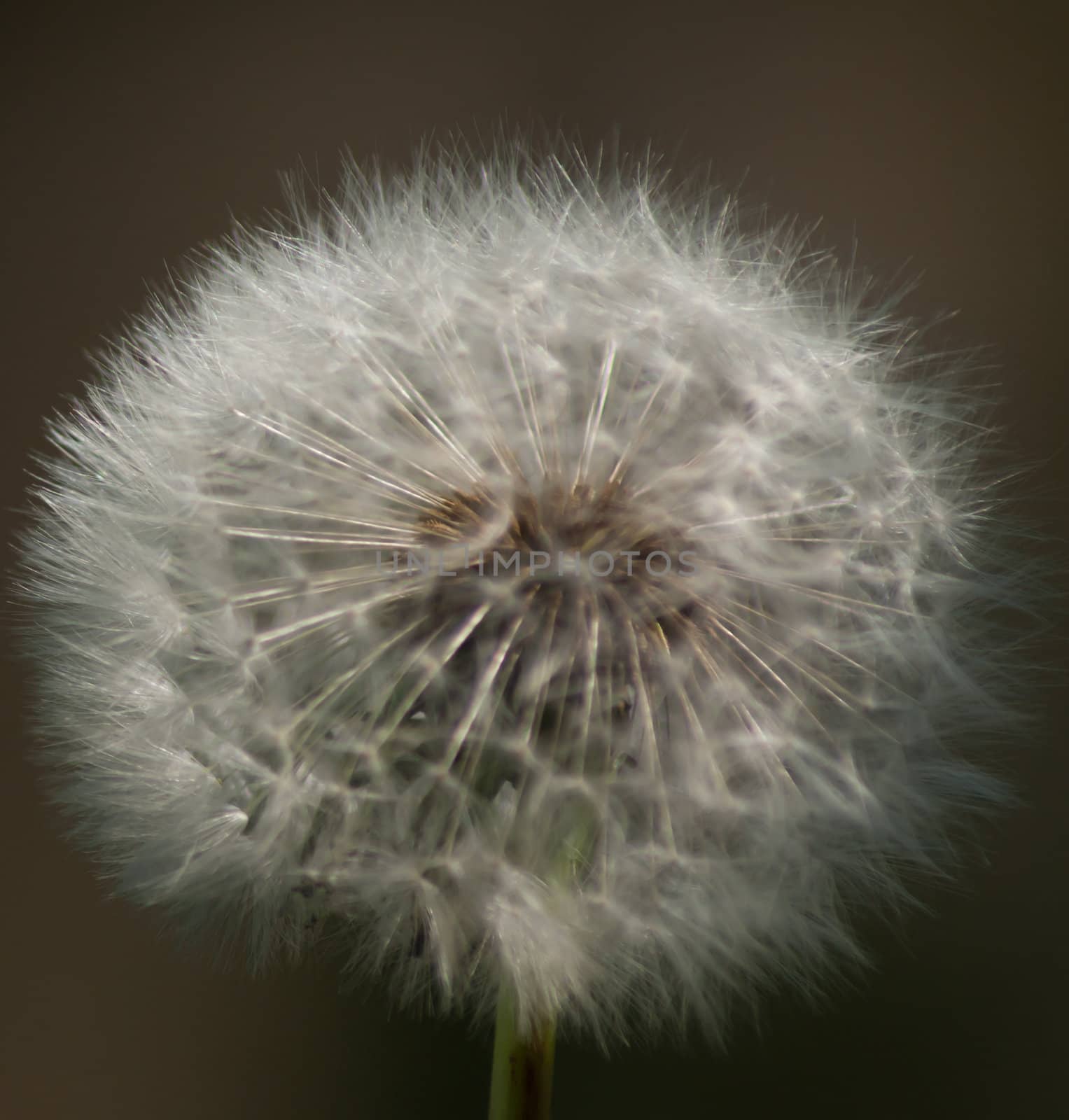 A delicate dandelion seed head