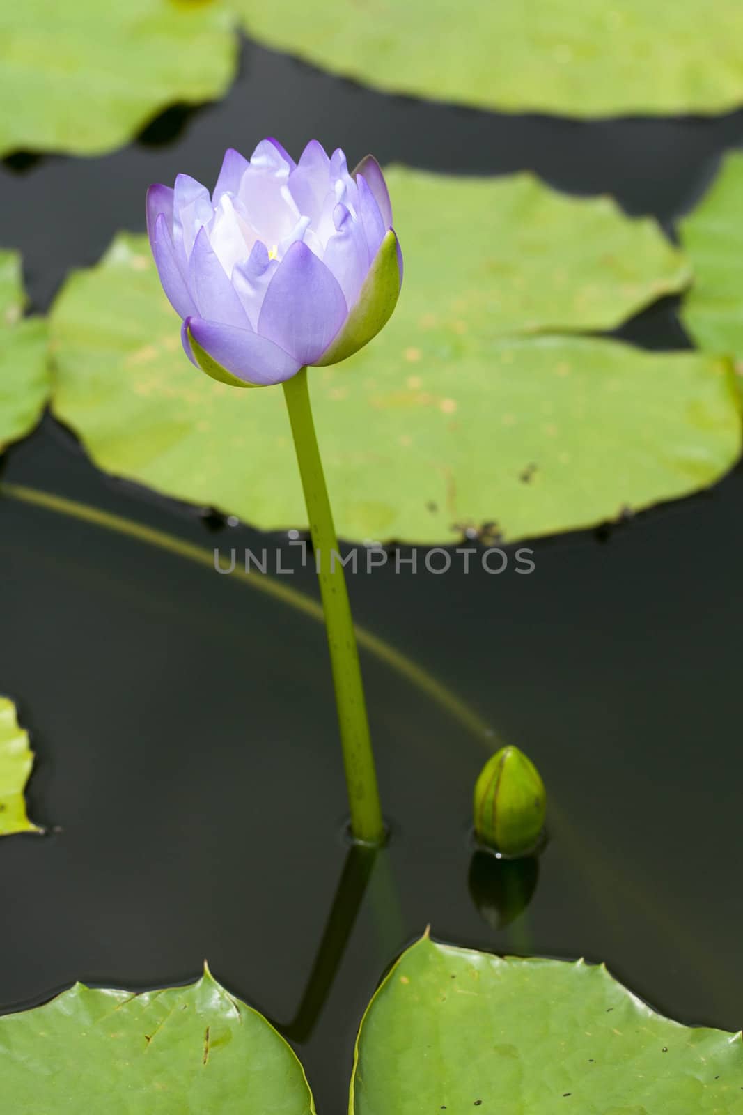 Lotus by thanatip