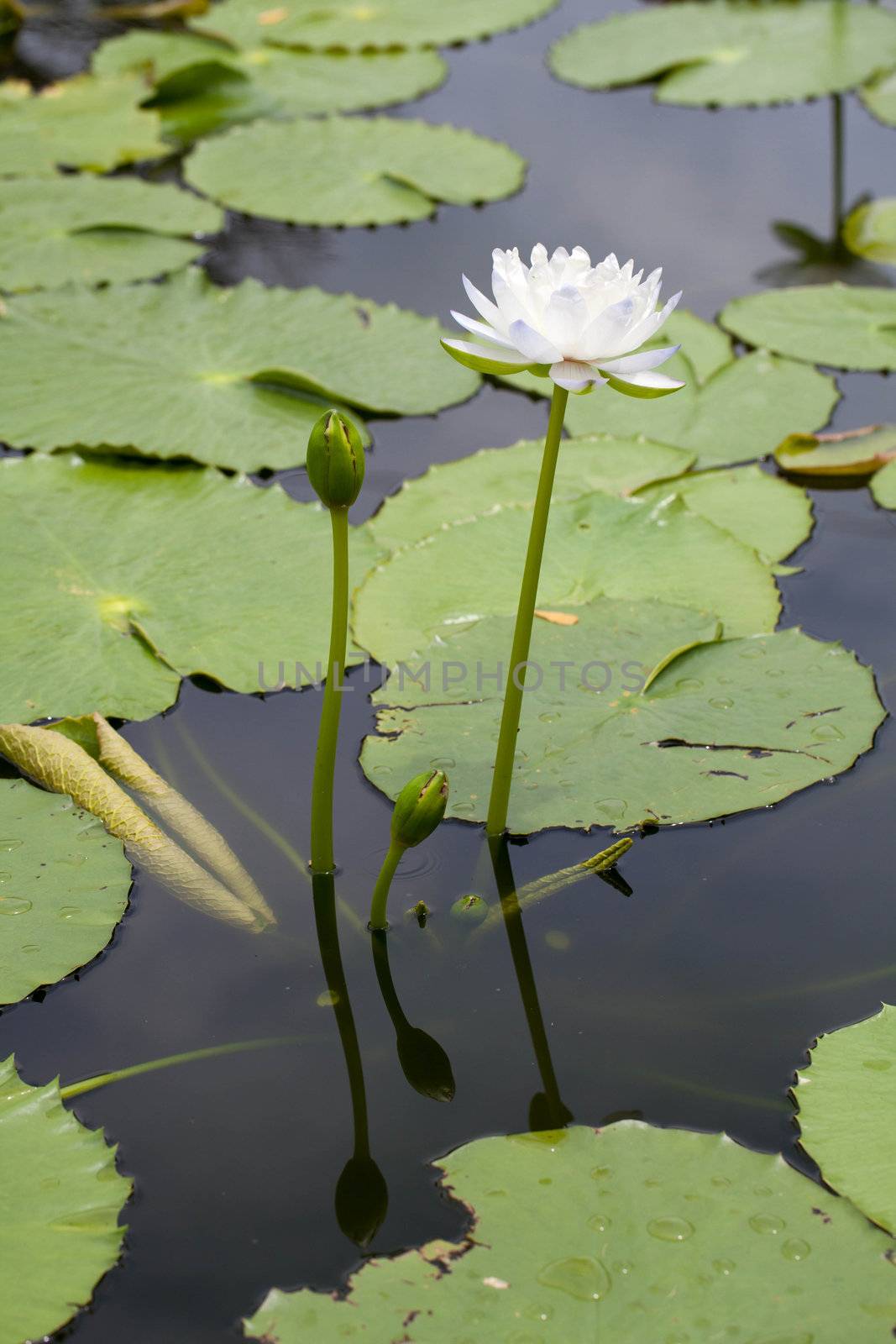 Nymphaed Hybrid,Waterlily HyBrid