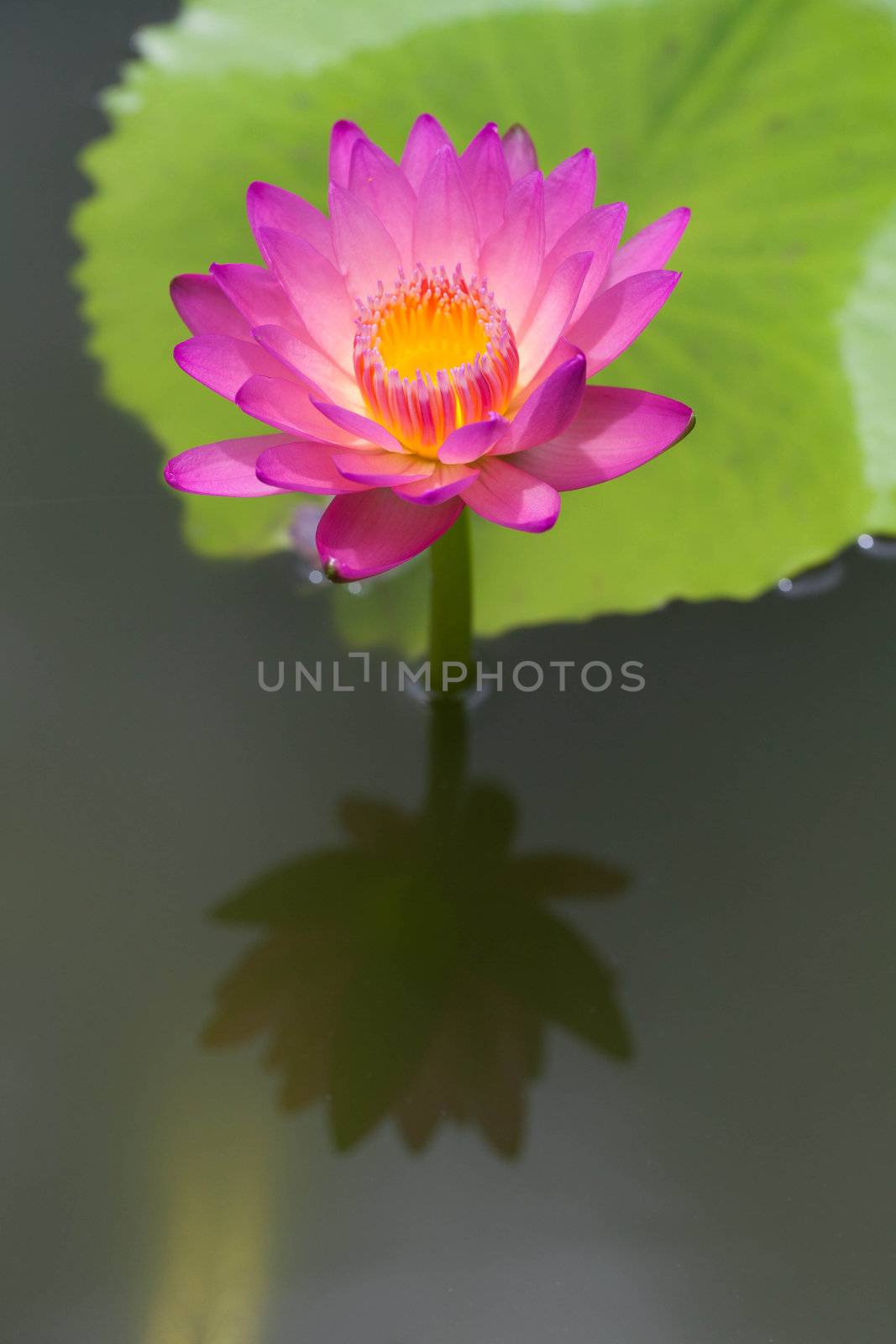 lotus by thanatip