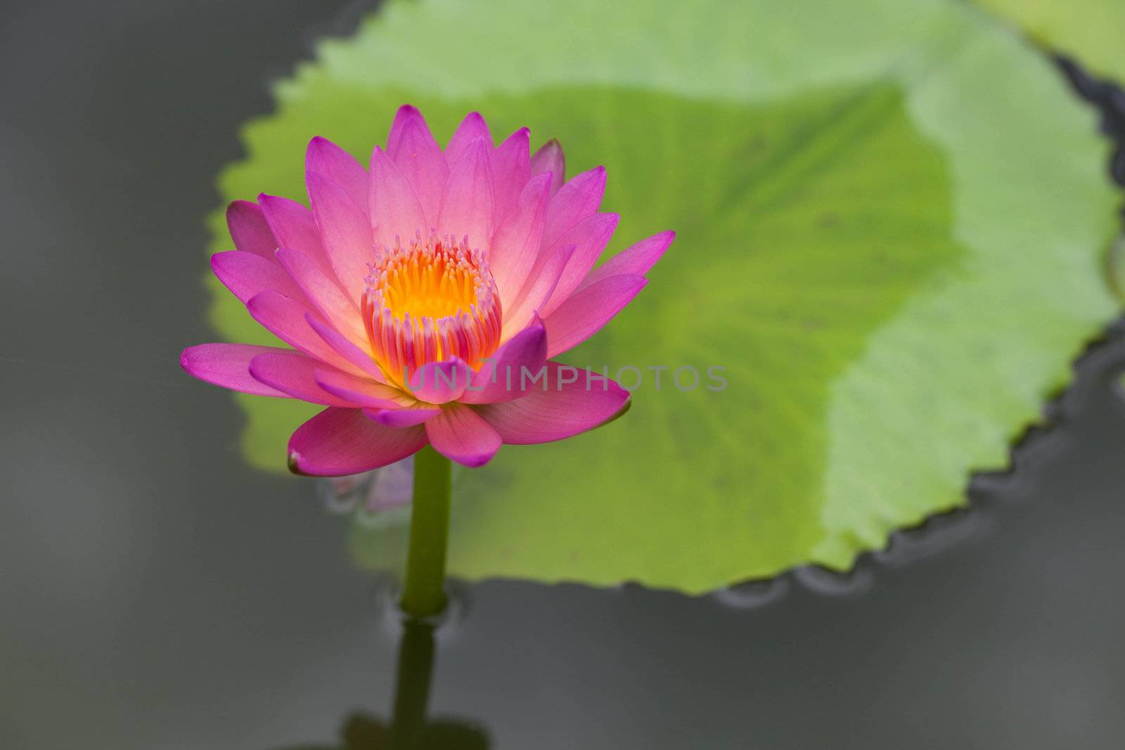 Lotus by thanatip