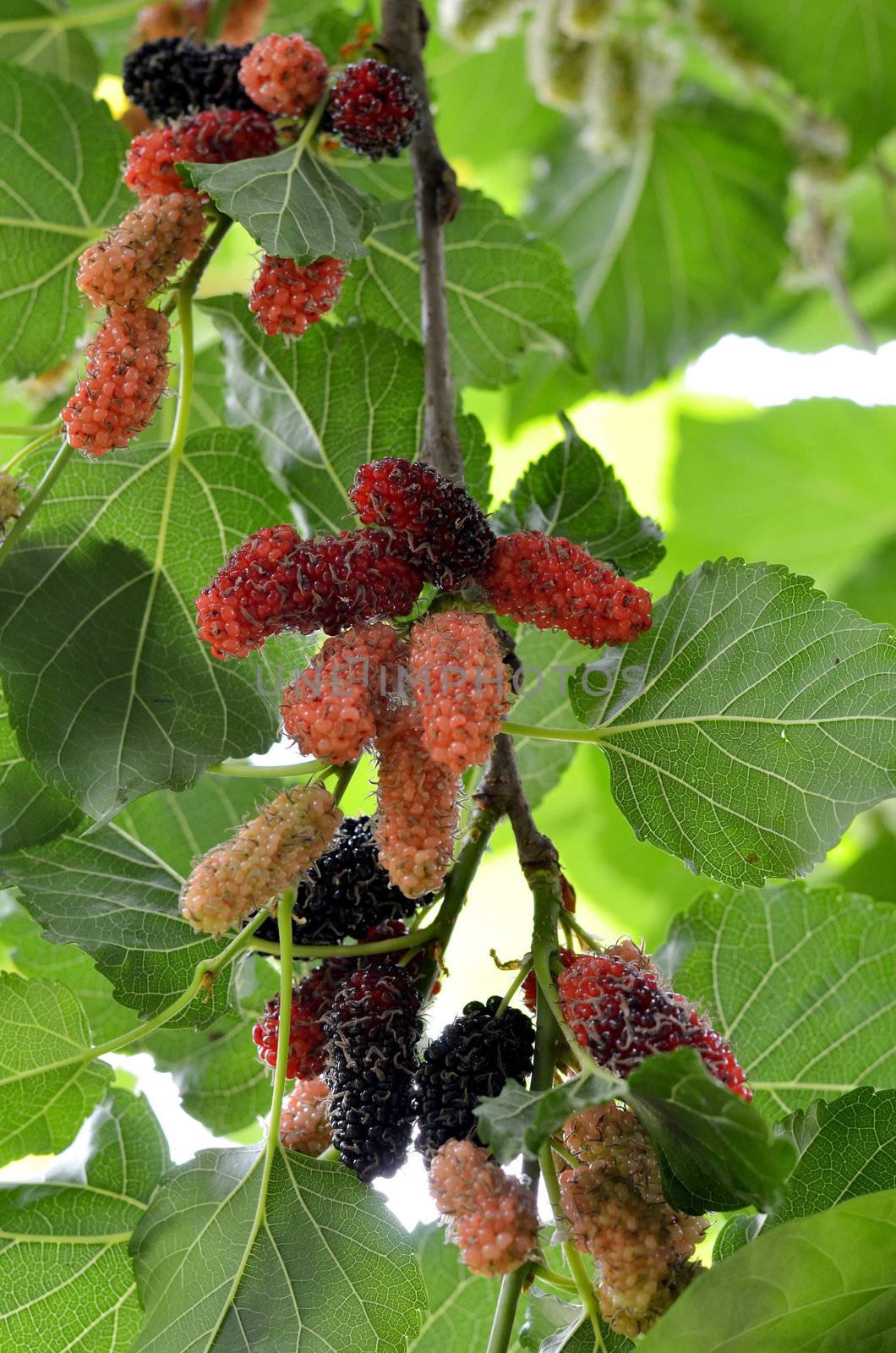  a lot of mulberry with leaves  in garden