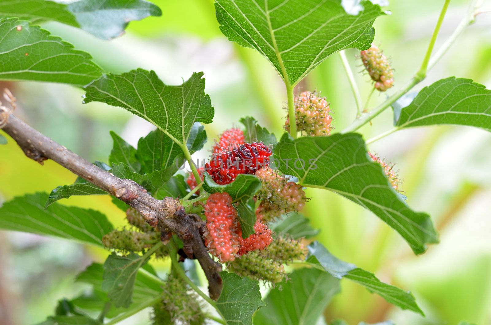 fresh  mulberry with leaves  in garden