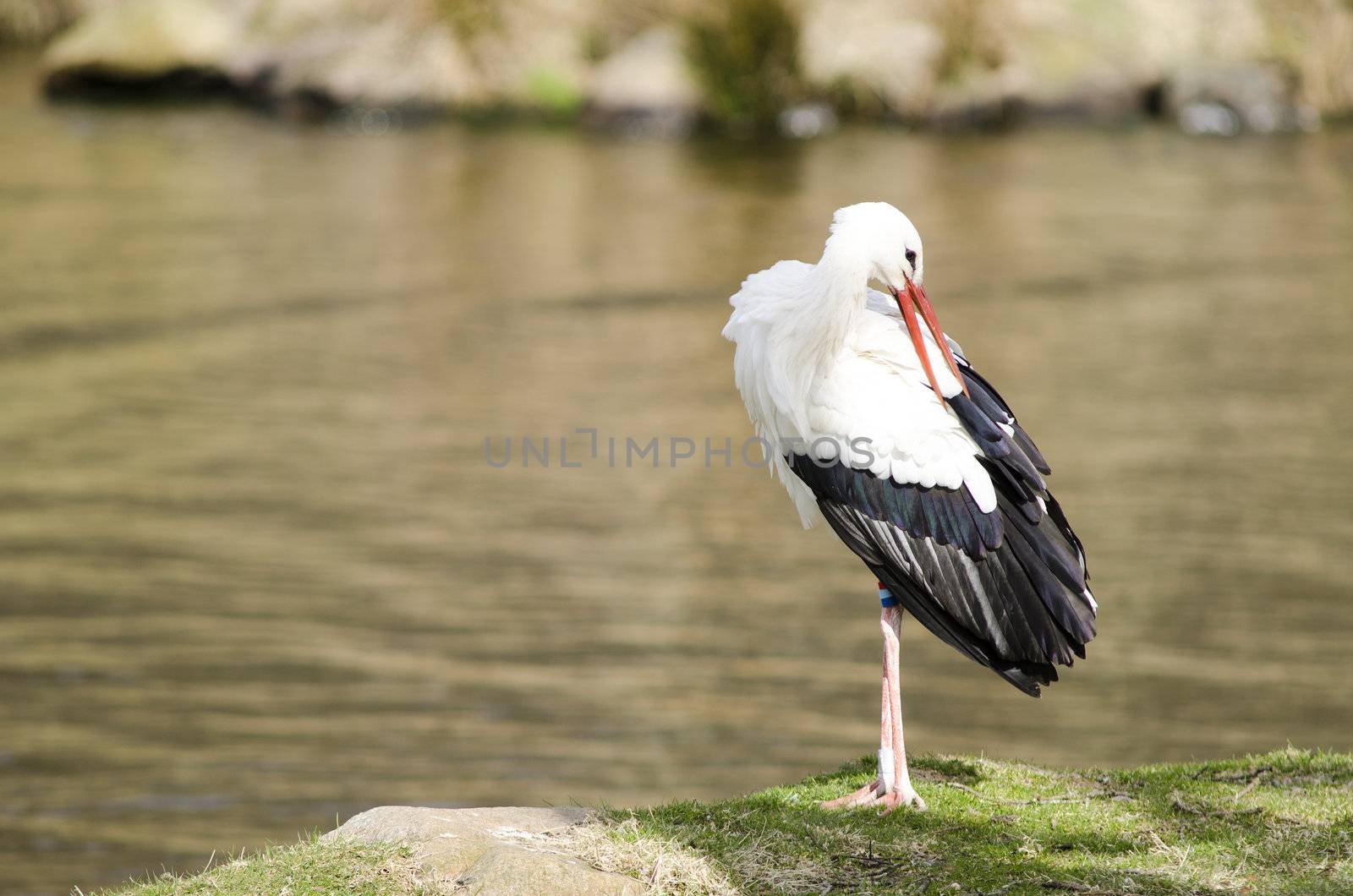 White stork at a lake (Ciconia ciconia) in early spring cleaning its feathers
