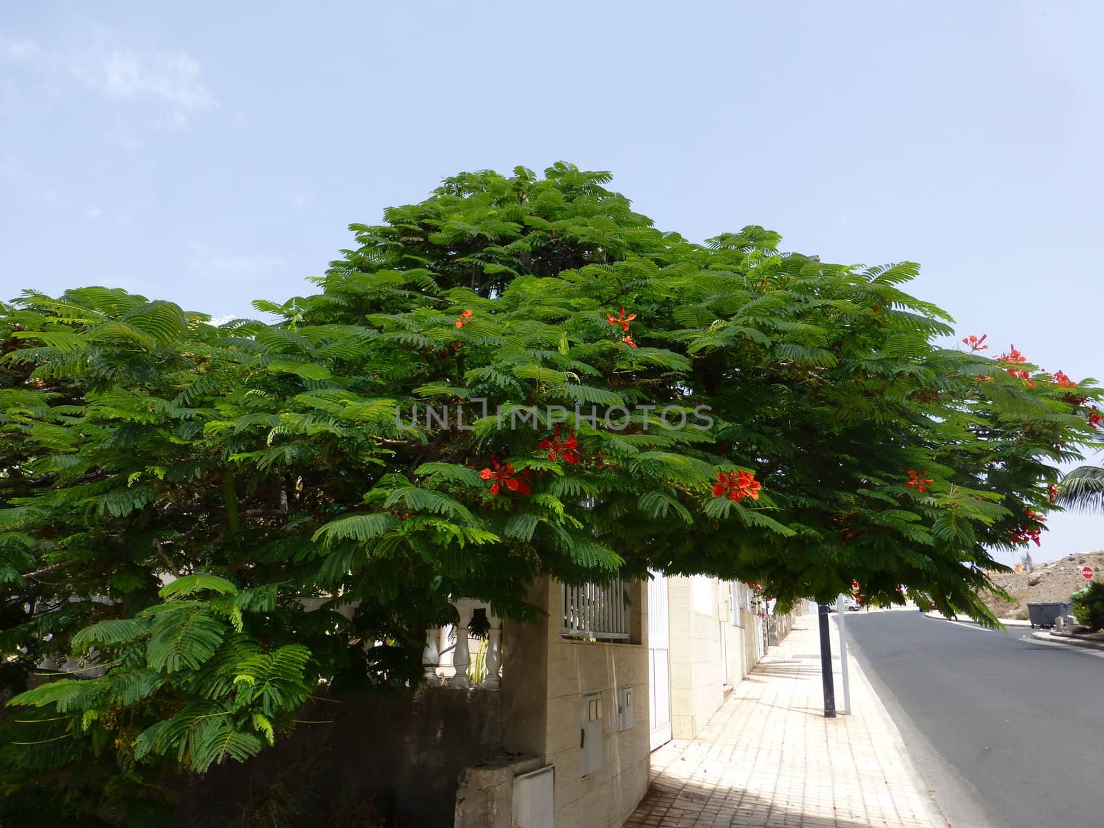 Barranca tree in Arguineguin