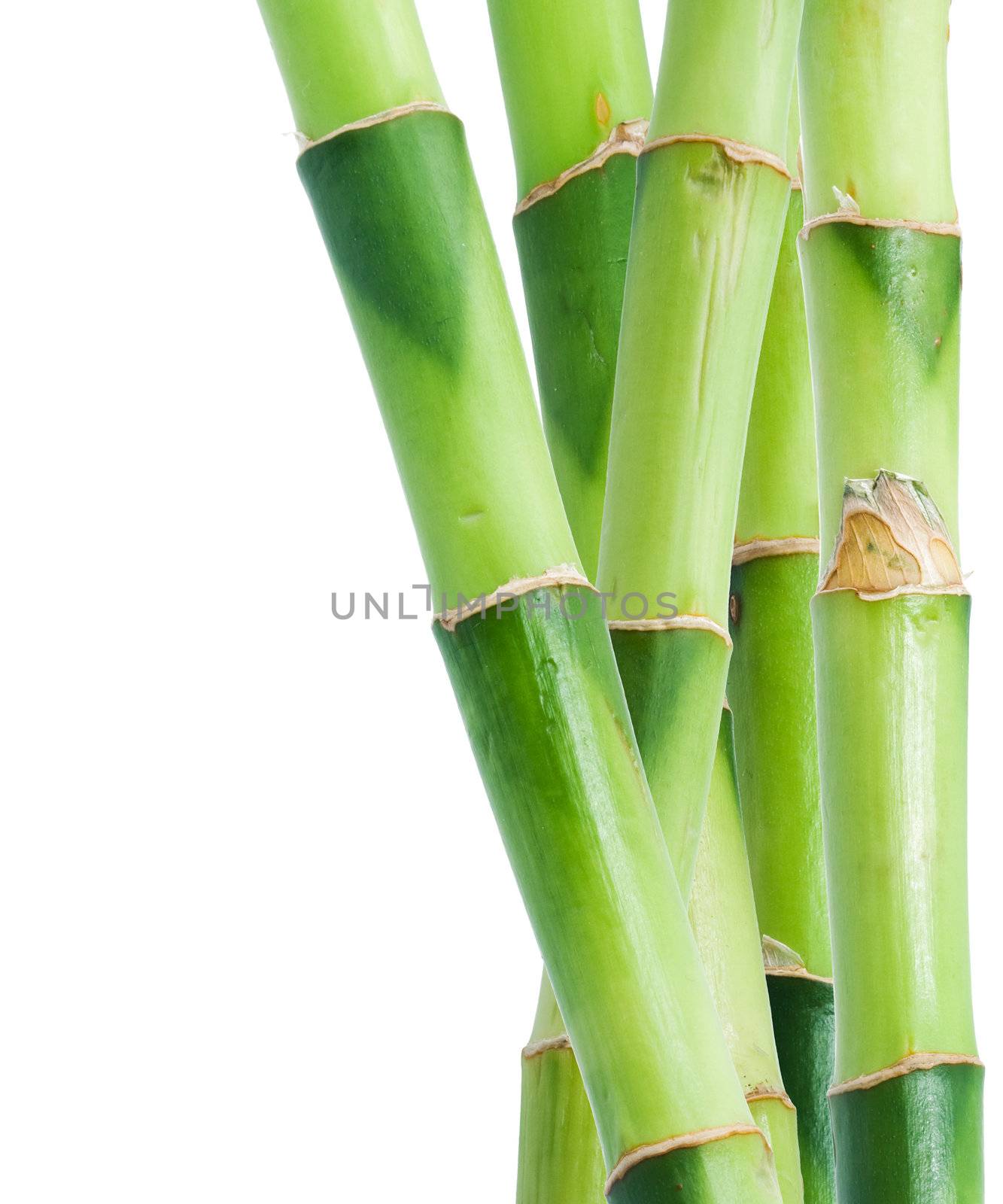 Green bamboo isolated on white