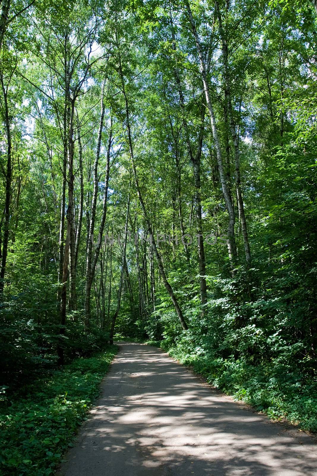 Beautiful road in green summer forest, Moscow