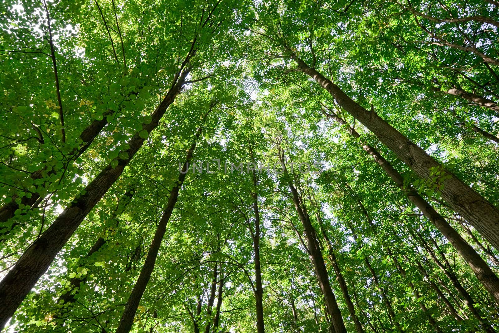 Green forest with high trees