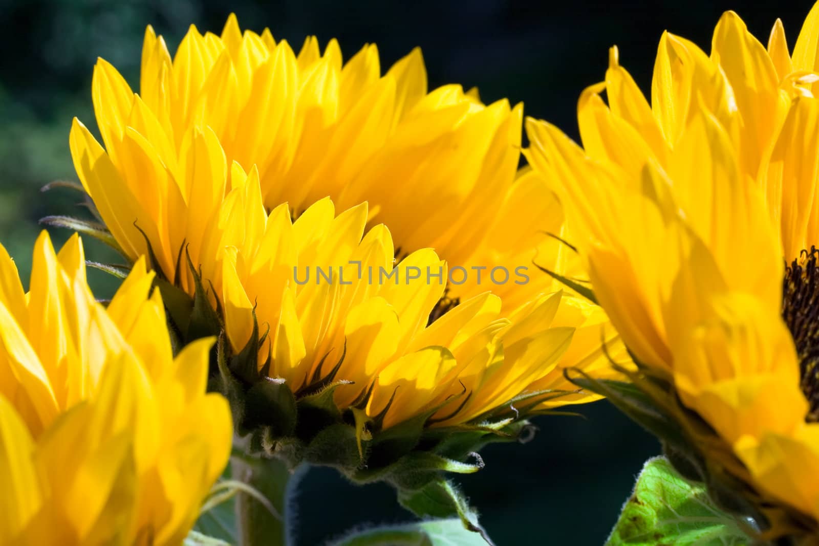 Beautilful sunflowers petals close up