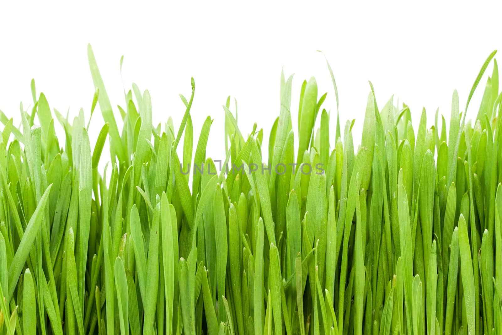 Fresh green grass on white background