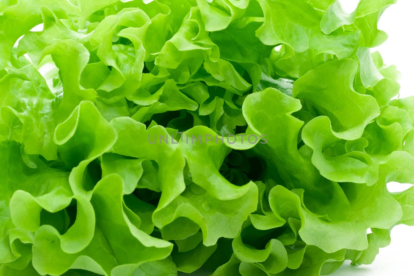 Fresh green Lettuce salad
