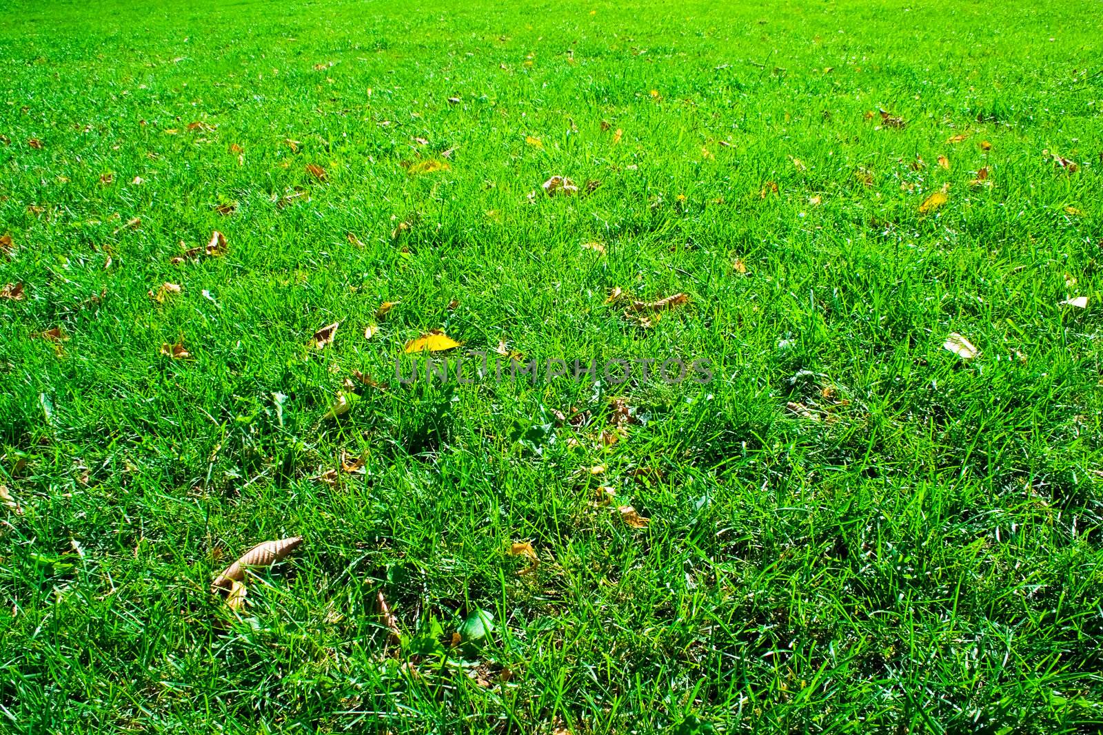 Green lawn. it can be used as background