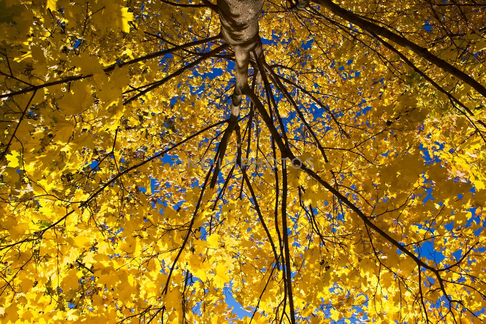 Golden maple leaves in Kolomenskoye park, Moscow