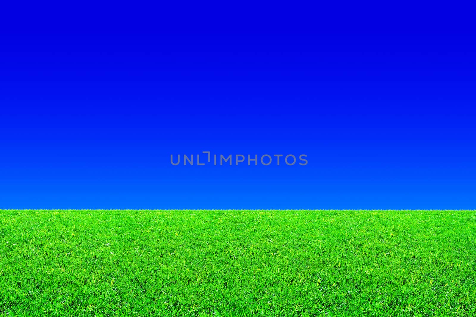 Fresh green grass and blue sky background