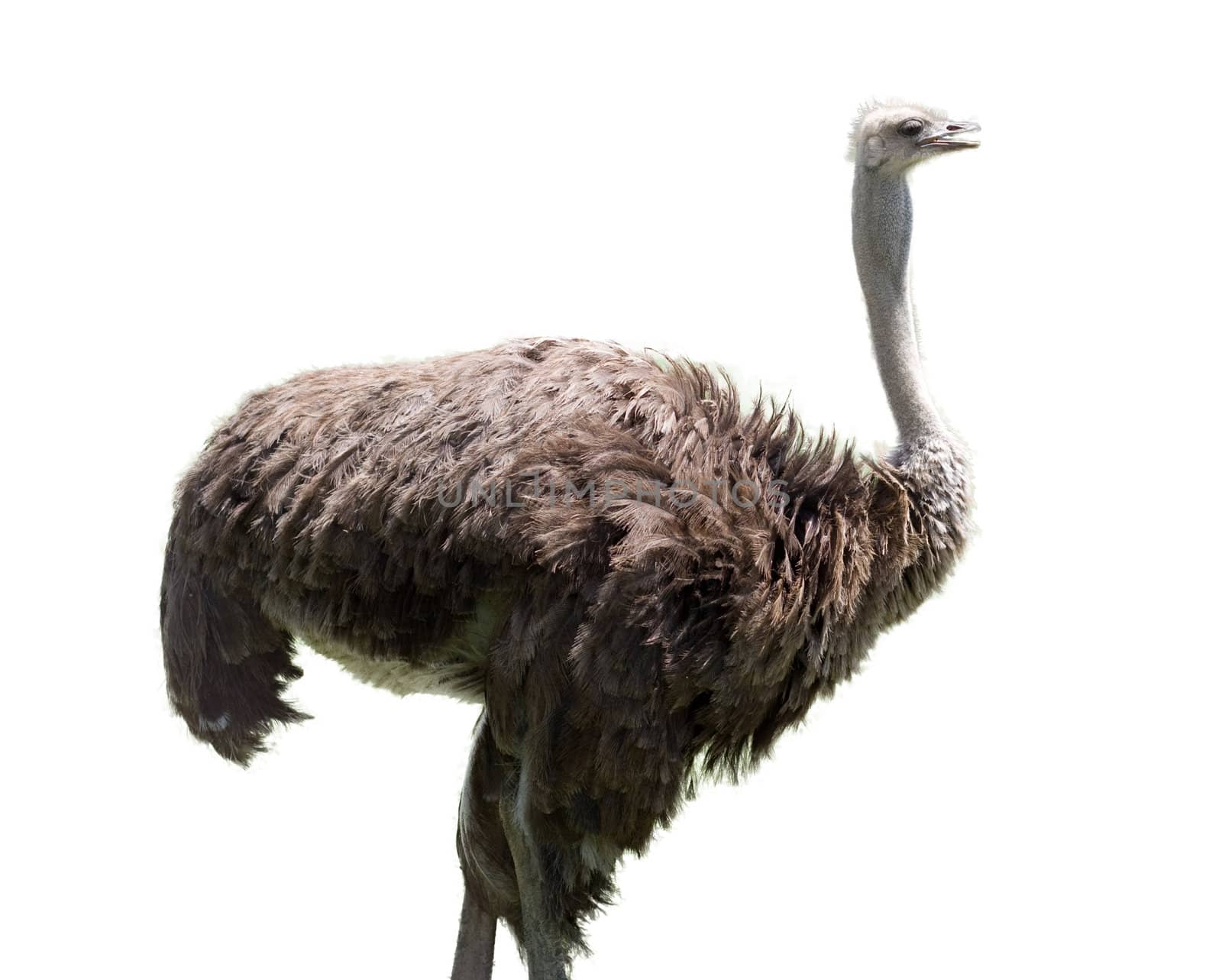 ostrich on white background