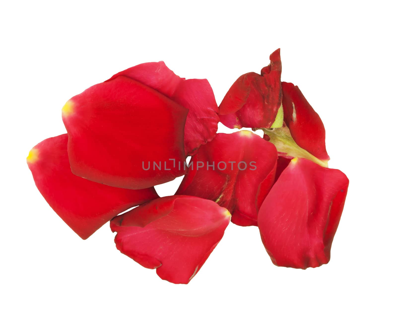 Rose petals isolated on white