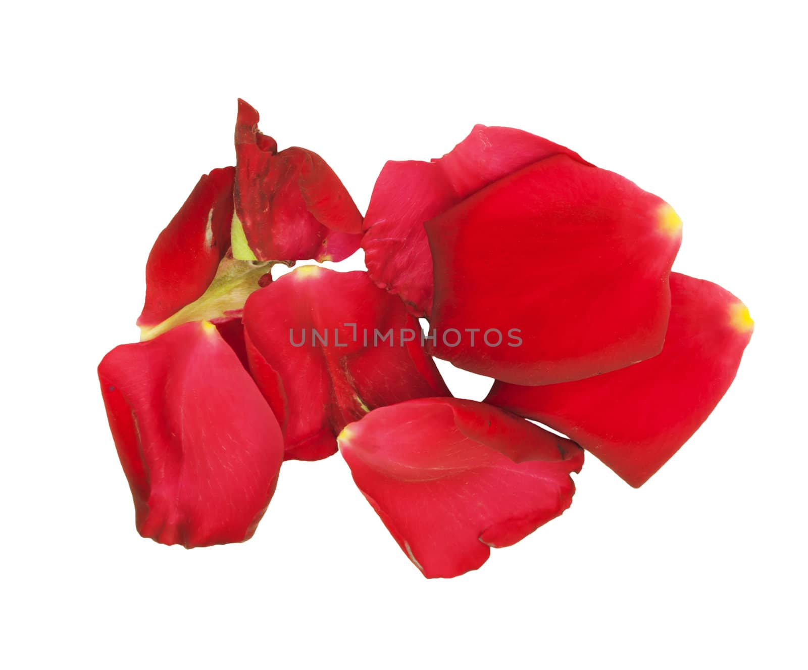 Rose petals isolated on white