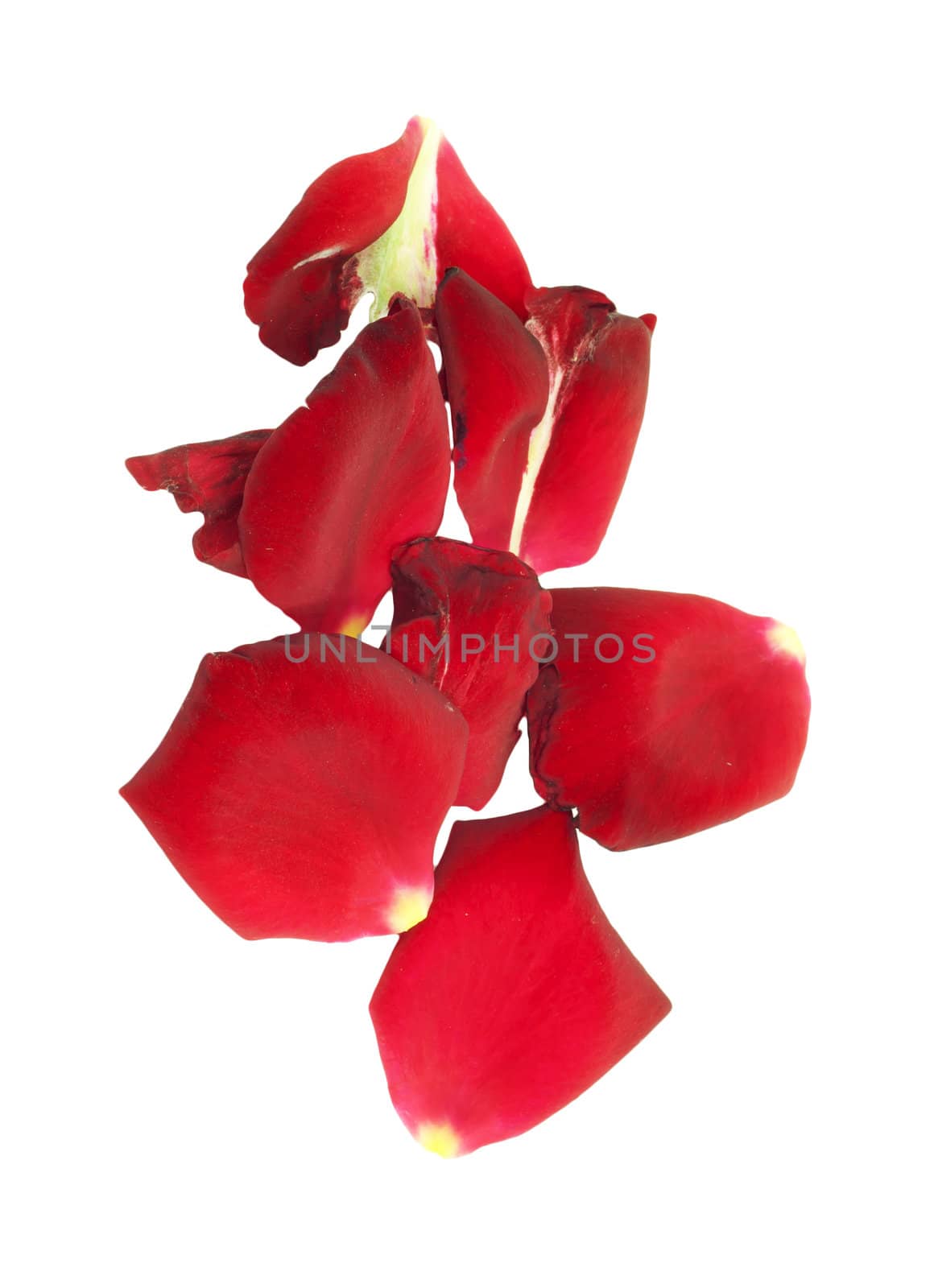Rose petals isolated on white  by schankz
