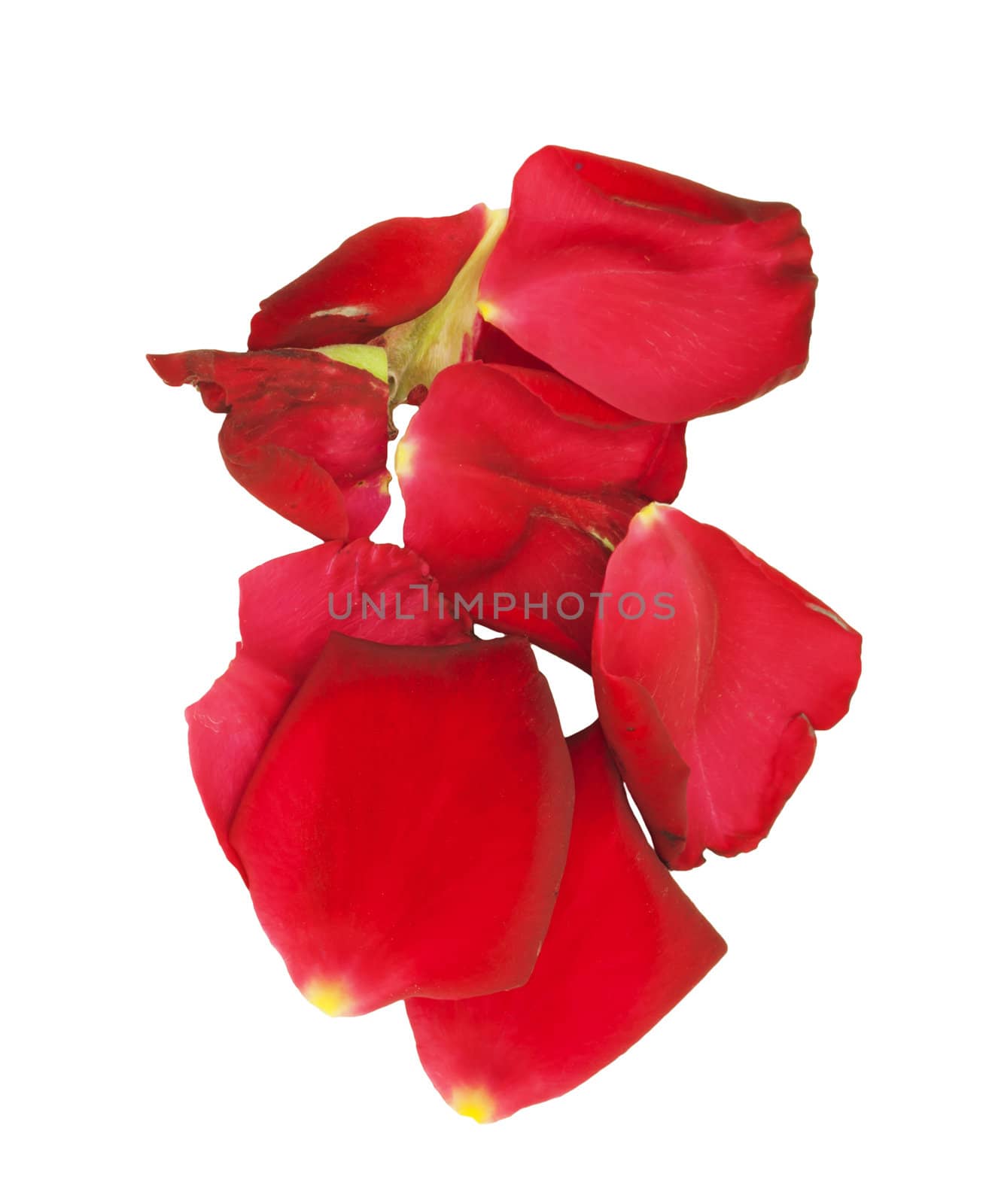 Rose petals isolated on white by schankz